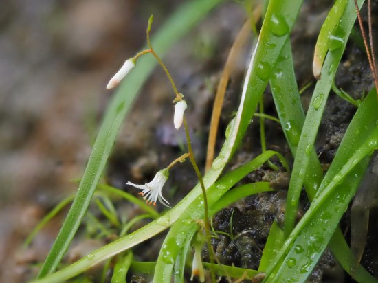 圖為廣西肺筋草。（廣西壯族自治區(qū)中醫(yī)藥研究院供圖）