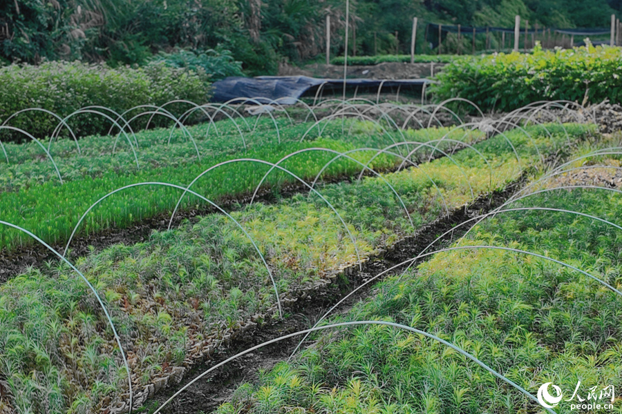 清流縣保障性苗圃的育苗區(qū)。人民網(wǎng) 楊灝昱攝