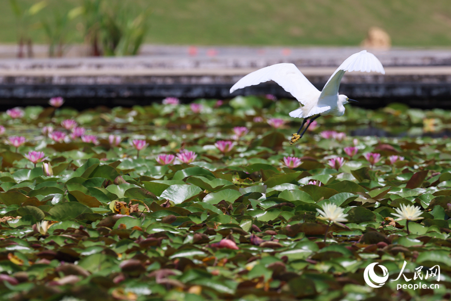 彩蓮滿塘鷺鳥飛。人民網(wǎng)記者 陳博攝