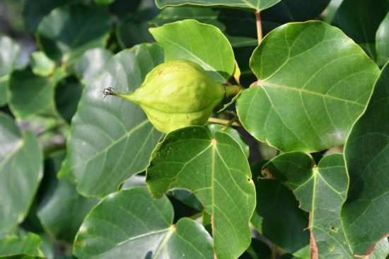 圖為石山油桐。（廣西壯族自治區(qū)中醫(yī)藥研究院供圖）