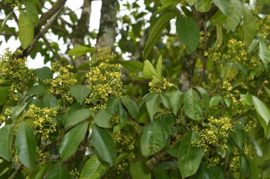 圖為廣西割舌樹。（廣西壯族自治區(qū)中醫(yī)藥研究院供圖）