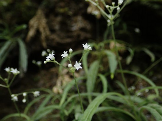 圖為線葉度量草。（廣西壯族自治區(qū)中醫(yī)藥研究院供圖）
