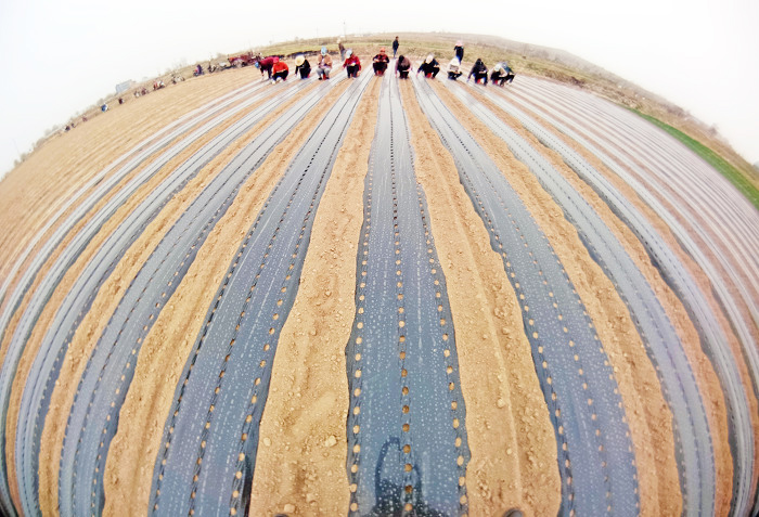 山西新絳:“姑射山下”田園春播“豐”景如畫-45349.jpg 山西新絳:“姑射山下”田園春播“豐”景如畫-45349.jpg