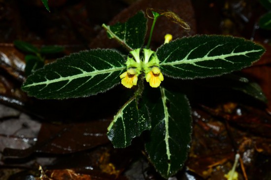 圖為美脈假糙蘇。（廣西壯族自治區(qū)中醫(yī)藥研究院供圖）