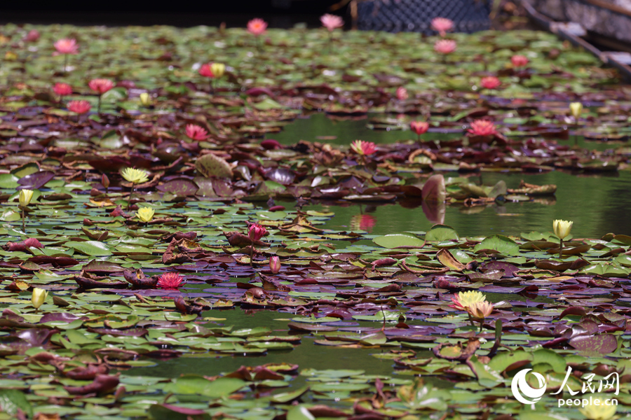 藏在繁花深處的3朵雙色睡蓮。人民網(wǎng)記者 陳博攝