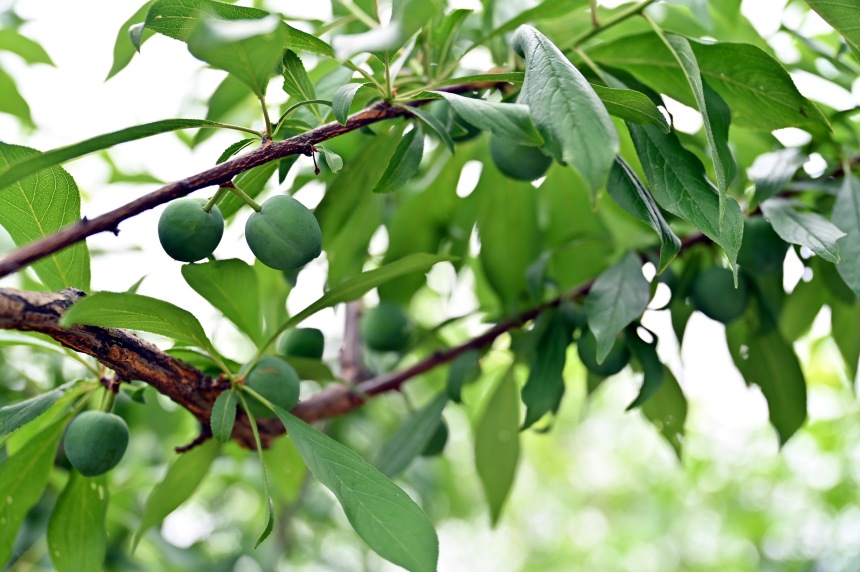 巫山縣曲尺鄉(xiāng)柑園村的脆李樹掛滿青果。鄒樂攝