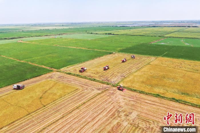 圖為在南昌縣大田農社，收割機正在收割早稻?！⒘?攝