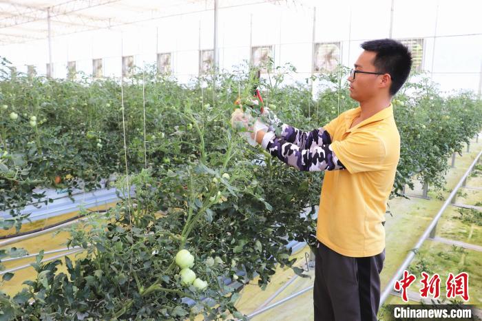 圖為在紅谷灘區(qū)元宇宙·VR數(shù)字農業(yè)示范基地七彩番茄培育車間內，農業(yè)技術員正在對番茄植株進行修剪?！⌒苠\陽 攝