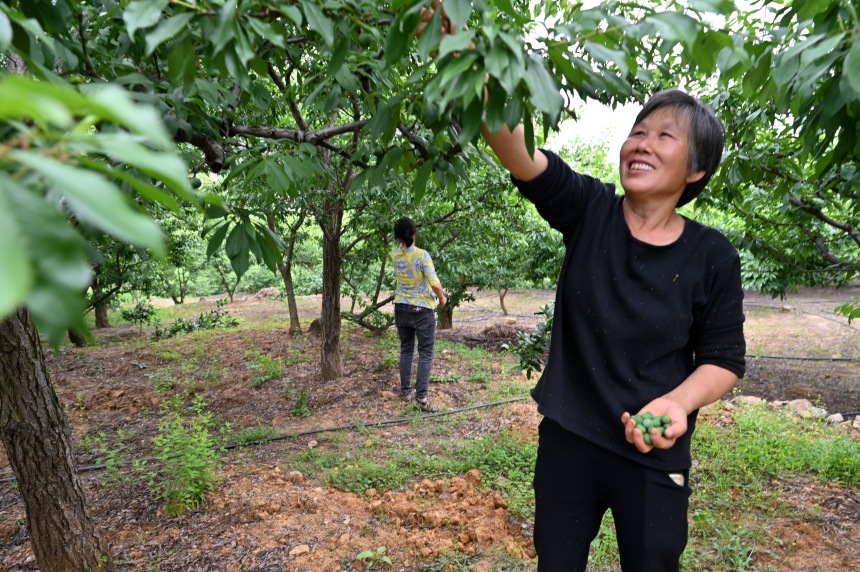 村民們搶抓農(nóng)時，忙著為脆李樹疏果。鄒樂攝