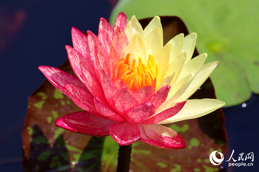 廈門海灣公園中，雙色睡蓮嬌艷欲滴。人民網(wǎng)記者 陳博攝