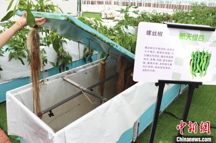 圖為在南昌市紅谷灘區(qū)元宇宙·VR數(shù)字農業(yè)示范基地氣霧培養(yǎng)車間里，螺絲椒長勢良好。　熊錦陽 攝