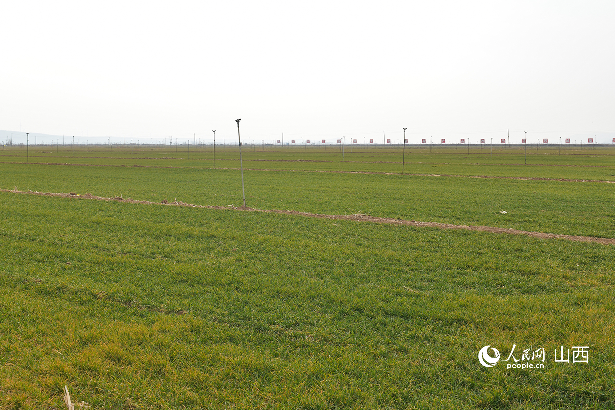 山西省運城市芮城縣返青的冬小麥。人民網(wǎng)記者 焦搏文攝