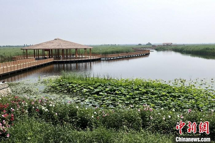 從完成頂層設(shè)計(jì)到如火如荼大規(guī)模建設(shè)，六年來(lái)，雄安新區(qū)如春天的竹子一般拔節(jié)生長(zhǎng)，這座承載千年大計(jì)的“未來(lái)之城”已雄姿初顯。從“一張白紙”開(kāi)始著墨，如今的雄安新區(qū)已是濃墨重彩的“山水畫(huà)”。<a target='_blank' href='/'>中新社</a>記者近日走訪了雄安新區(qū)多地，從“藍(lán)綠金”三色感受這座“未來(lái)之城”的巨大變化。圖為7月20日，河北白洋淀上荷花滿淀、蘆花搖曳。 <a target='_blank' href='/'>中新社</a>記者 易海菲 攝