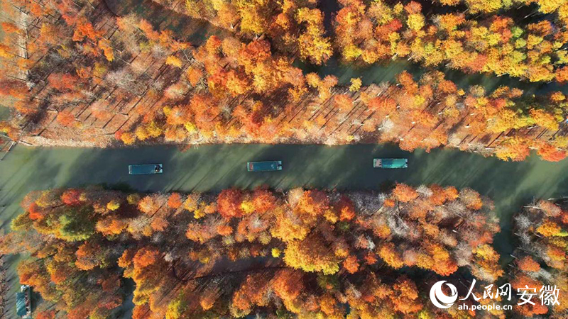 寧國落羽紅杉林。人民網(wǎng) 郭昊攝