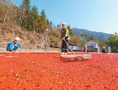 貴州省黔東南苗族侗族自治州榕江縣依托豐富的森林資源，大力發(fā)展林下草珊瑚中藥材種植等林下經(jīng)濟，實現(xiàn)農(nóng)民增收、林業(yè)增效。圖為榕江縣興華水族鄉(xiāng)星月村草珊瑚種植基地內(nèi)，村民在采收、晾曬草珊瑚果。 周光勝攝（人民視覺）